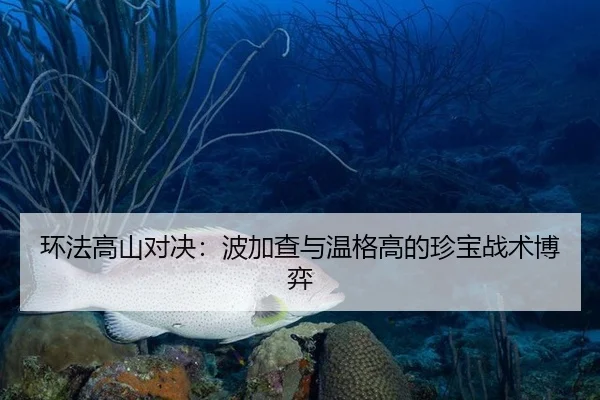 环法高山对决：波加查与温格高的珍宝战术博弈